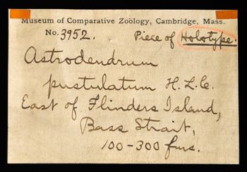 Media type: image;   Invertebrate Zoology OPH-3952 Description: Original handwritten specimen labels;  Aspect: label